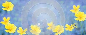 Beautiful yellow daisy flowers on a blue blurred background