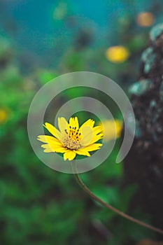 Beautiful yellow daisy flowers, little yellow star