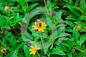 Beautiful yellow daisy flowers, little yellow star