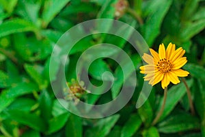 Beautiful yellow daisy flowers, little yellow star