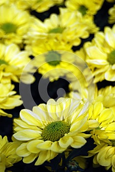 Beautiful yellow daisy gerbera flower

in the garden , soft focus