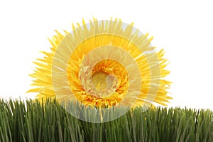 Beautiful yellow daisy on green grass isolated on white background