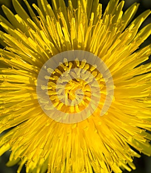 beautiful yellow dandelion