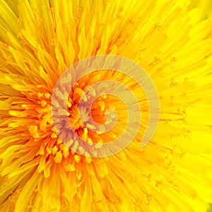 Beautiful Yellow Dandelion Close Up Macro image