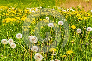 Beautiful yellow dandelion flower blowflower flowers on green meadow Germany