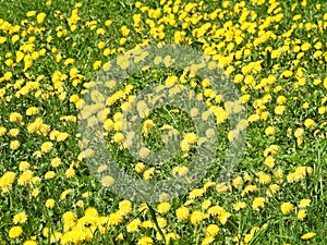 Beautiful yellow dandelion flower, Lithuania