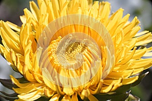 Beautiful yellow dandelion flower. in natural light of dawn photo
