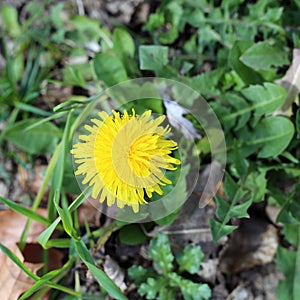 Beautiful Yellow Dandelion on a Green Meadow