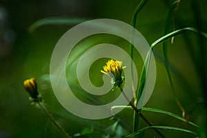 Beautiful yellow dandelion start blooming on the field. Selective focus. Shallow depth of field