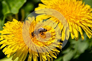 Beautiful yellow dandelions with a bee