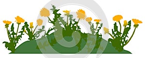 Beautiful yellow dandelions flowers on lawn, springtime. Vector illustration