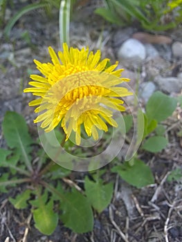 This beautiful yellow dandy lion