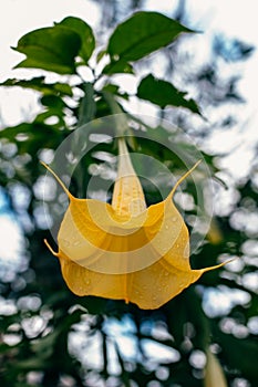 Beautiful yellow Datura flower (Brugmansia aurea), the golden angel\'s trumpet in a garden