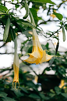 Beautiful yellow Datura flower (Brugmansia aurea), the golden angel\'s trumpet in a garden