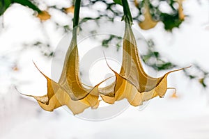 Beautiful yellow Datura flowers (Brugmansia aurea), the golden angel\'s trumpet in a garden