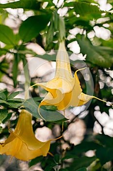 Beautiful yellow Datura flowers (Brugmansia aurea), the golden angel\'s trumpet in a garden