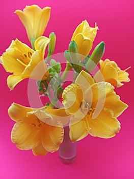 Beautiful yellow daylilies in a vase on a pink background