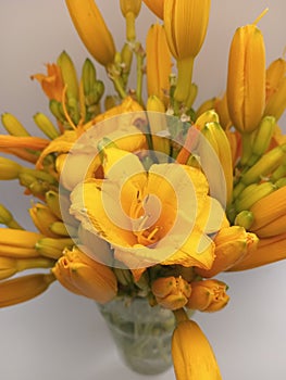 Beautiful yellow daylilies in a vase on a white background
