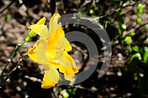 Beautiful yellow ` Daylily California Sunshine ` flower in a spring season at a botanical garden.