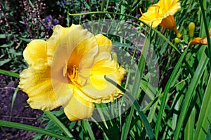 Beautiful yellow daylily flower in summer garden