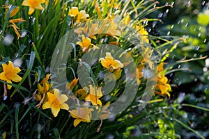 Beautiful yellow daylily flowers in the garden, spray from the hose. background