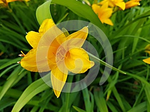 Beautiful yellow daylily