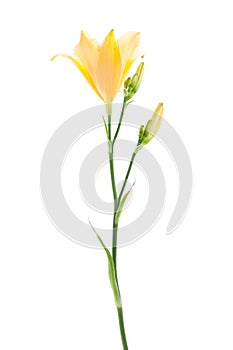 Beautiful yellow daylily