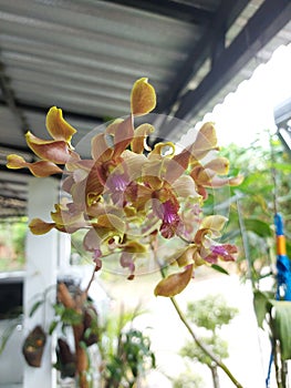 Beautiful yellow Dendrobium discolor orchid flowers