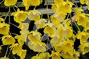 Beautiful yellow dendrobium lindleyi orchid flowers closeup