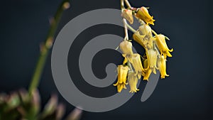 Beautiful yellow echeveria sagitta succulent flowers with black background