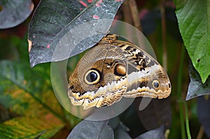 Beautiful yellow-edged giant owl butterfly on plant outdoors, closeup
