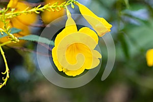 Beautiful Yellow elder or Trumpet Flower (Tecoma stans) Blurred green leaves as background.