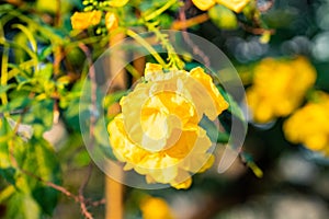 Beautiful Yellow elder or Trumpet Flower (Tecoma stans) Planted as an ornamental plant.