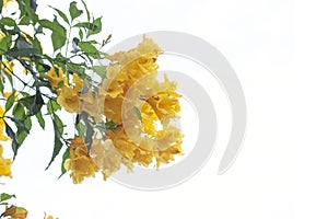 Beautiful Yellow elder, Trumpetbush, Trumpetflower on white background.