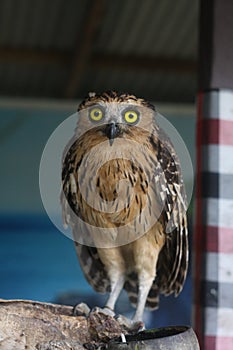 beautiful yellow eyes owl