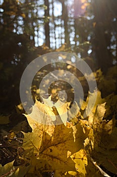 Beautiful yellow fallen autumn maple leaves in sunlight. autumn forest. autumn natural landscape