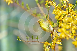 Yellow goldfinch bird perched on yellow flowers