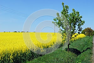 Beautiful Yellow Field