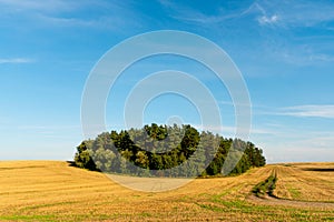 A beautiful yellow field against a blue sky. Agro-industrial complex for the cultivation of cereals, wheat, legumes, barley, beans