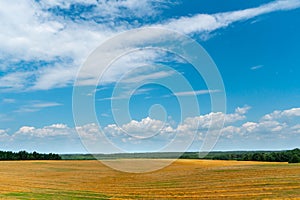 A beautiful yellow field against a blue sky. Agro-industrial complex for the cultivation of cereals, wheat, legumes, barley, beans