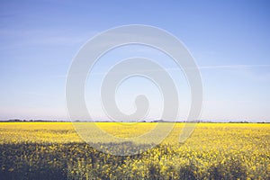 Beautiful yellow field and blue sky landscape