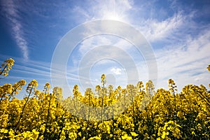 Beautiful yellow field