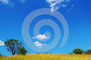 Beautiful Yellow Field and Trees over Blue Sky