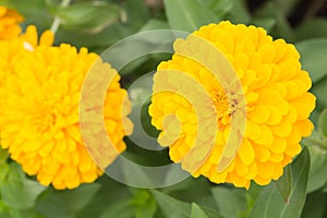 Beautiful yellow flower