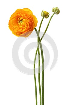 Beautiful yellow flower