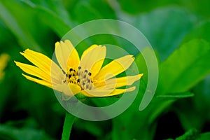 Beautiful yellow flower