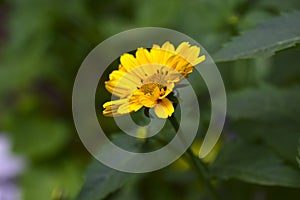 Beautiful yellow flower from the Aster green in the summer