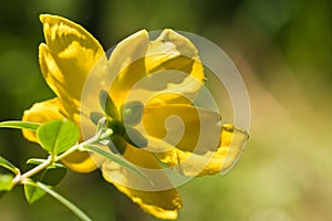 Beautiful yellow flower back view in sunlight and blurred green natural background