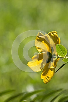 Beautiful yellow flower back view in sunlight and blurred green natural background meadow isolated