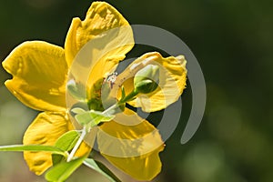 Beautiful yellow flower back view in sunlight and blurred green natural background